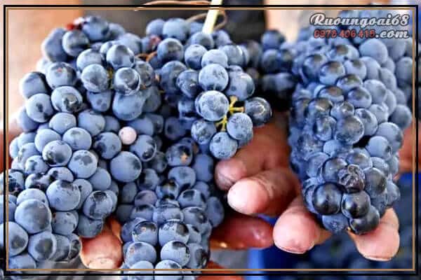 Rượu Vang Papale Primitivo Loại nho làm Rượu Vang Papale Primitivo