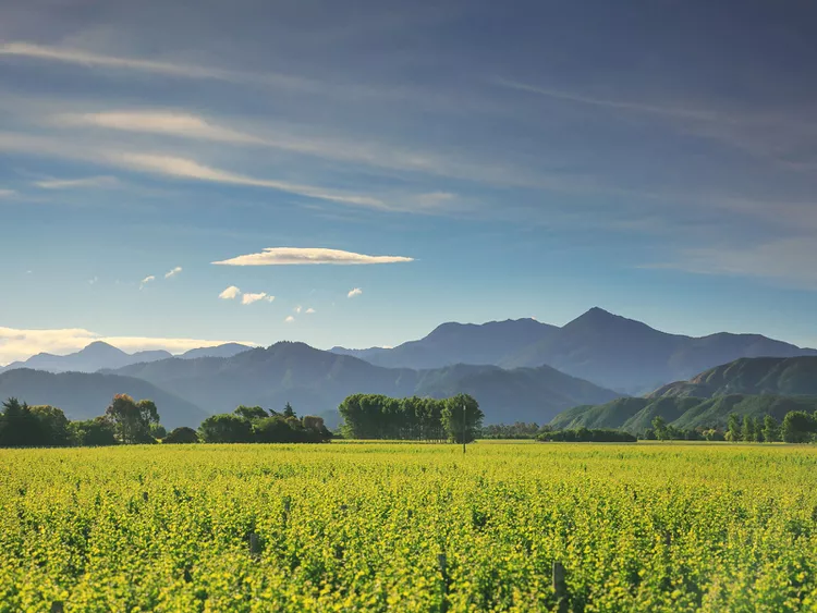 Cloudy Bay Marlborough Sauvignon Blanc