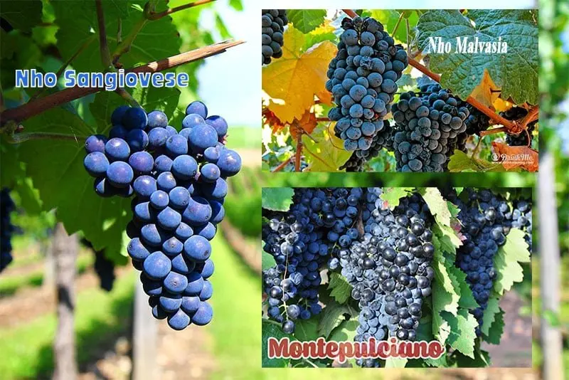 nho-lam-ruou-vang-terre-di-angelo